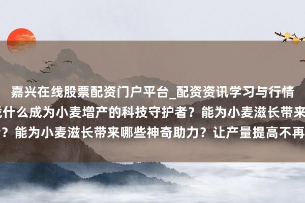 嘉兴在线股票配资门户平台_配资资讯学习与行情导航 沃巴盾麦黄金，凭什么成为小麦增产的科技守护者？能为小麦滋长带来哪些神奇助力？让产量提高不再是难题